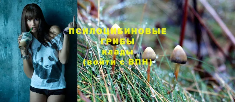 Псилоцибиновые грибы Psilocybe Коммунар